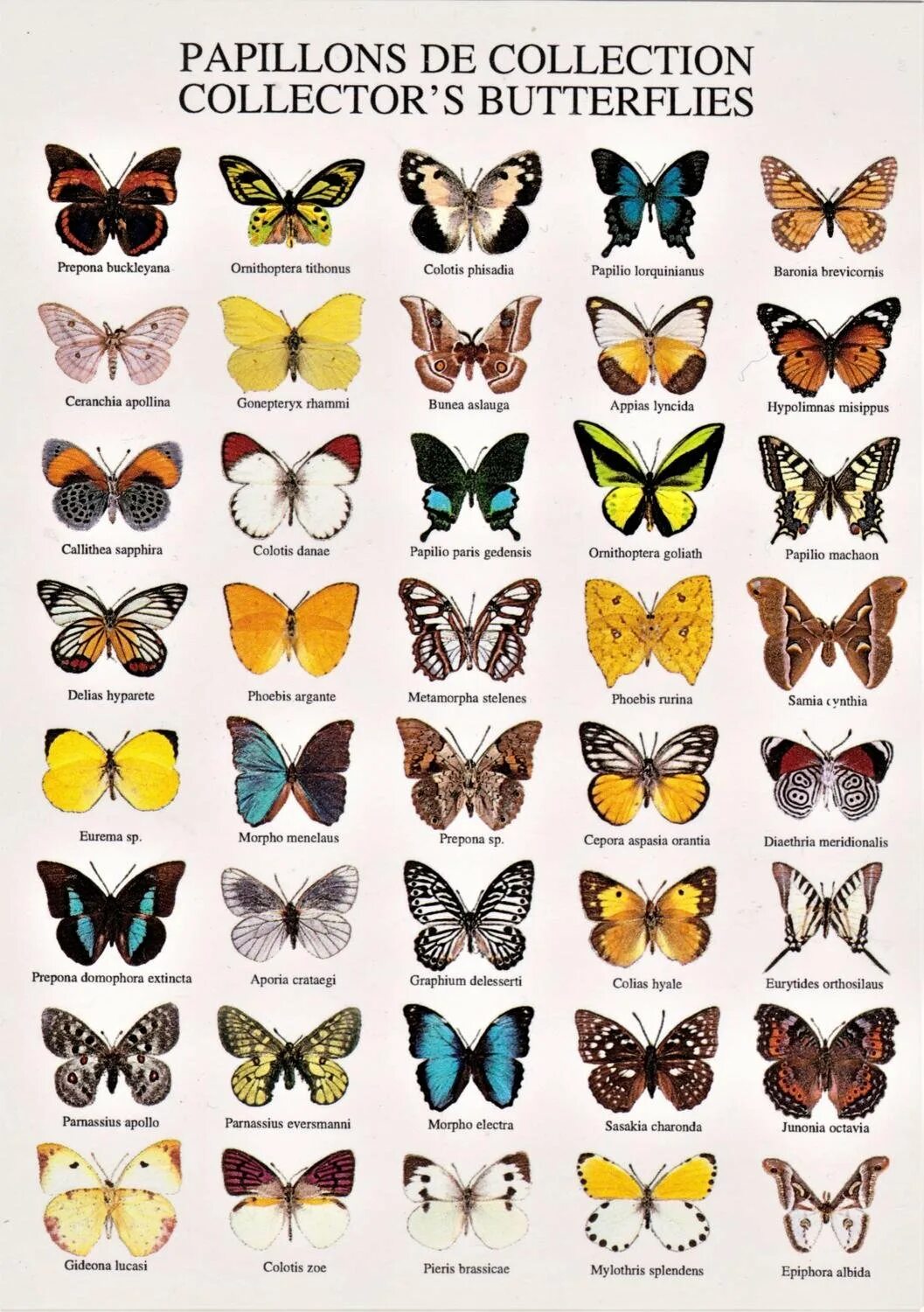 Какие имена бабочек. Виды бабочек. Бабочки разных цветов. Всех видов бабочек. Виды бабочек с названиями.
