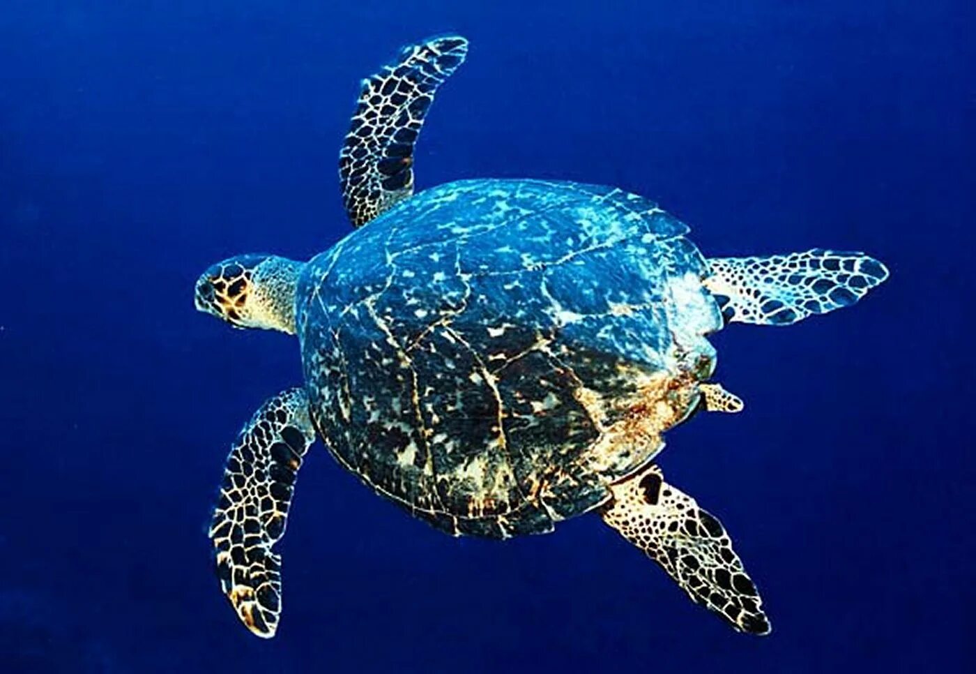 Морская черепаха снизу. Черепаха с ластами. Покажи морскую черепаху. Аррау черепаха. Гавайи морские черепахи.