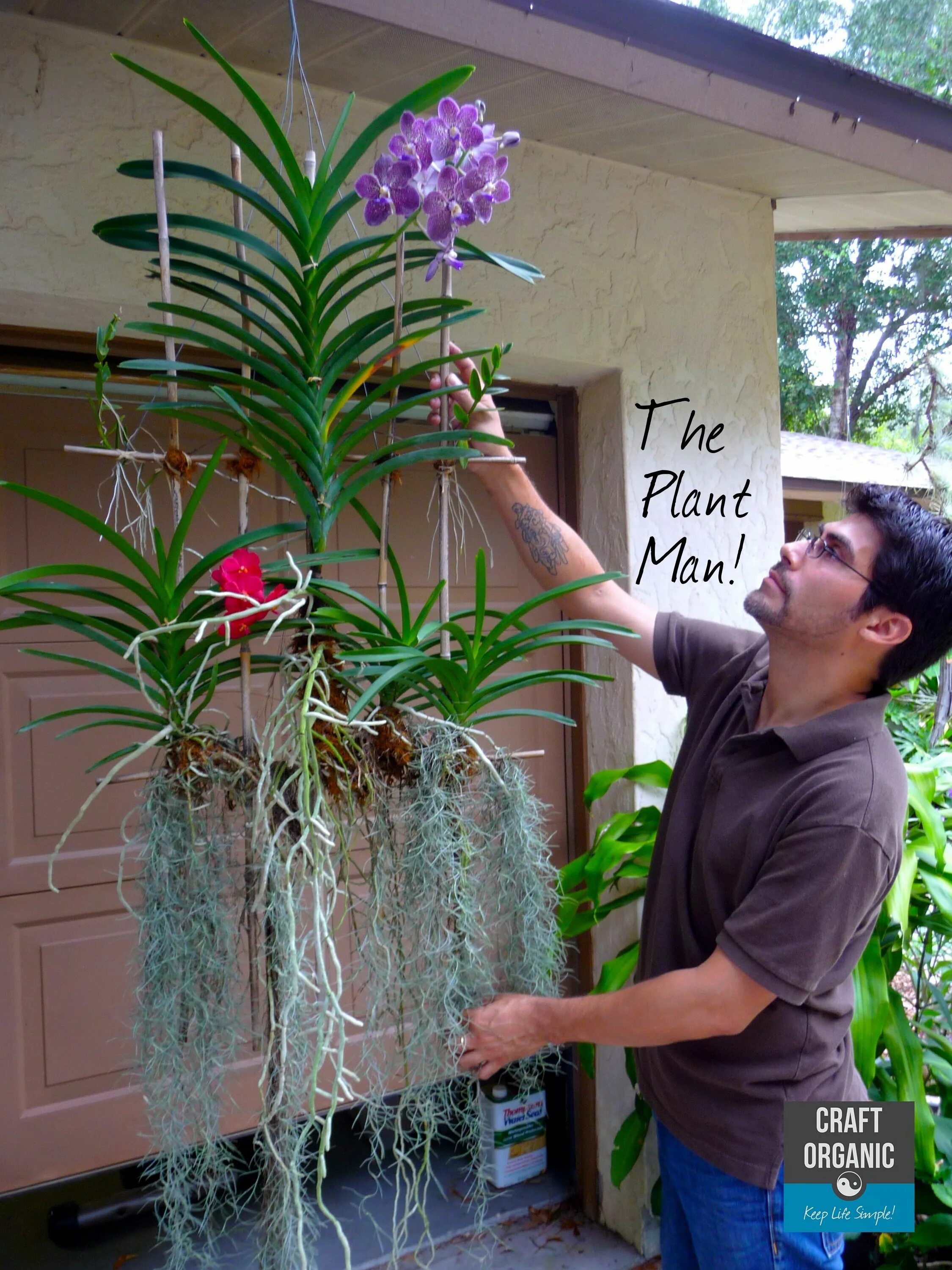 Орхидея без земли. Тилландсия уснеевидная. Эпифиты комнатные растения фаленопсис.