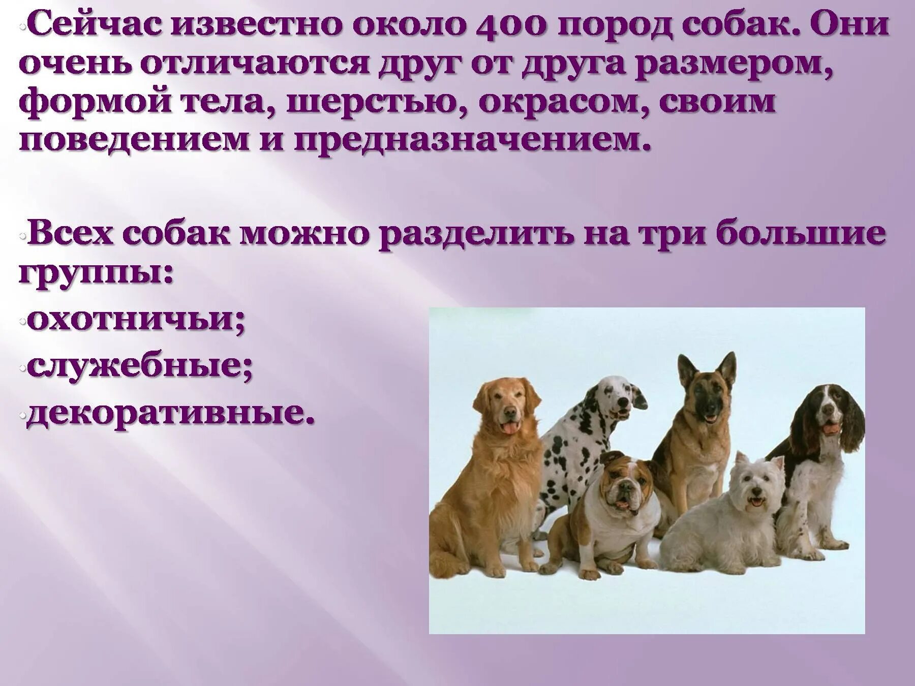 Доклад на тему собаки. Собака для презентации. Породы собак презентация. Презентации по собакам. Кошки и собаки для презентации.