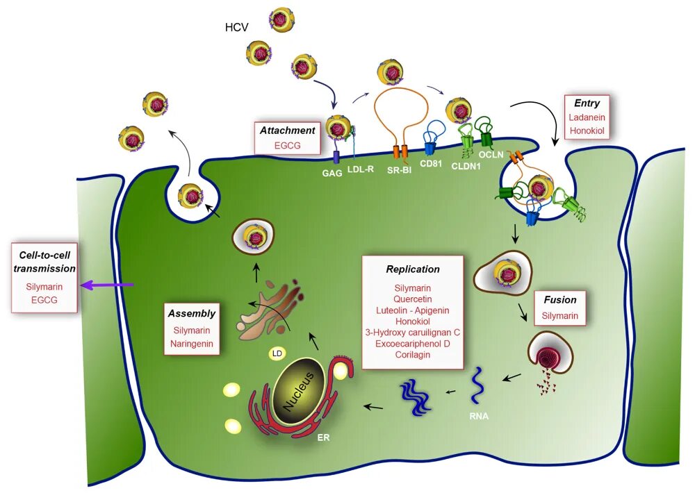 Вирус HCV. Hepatitis c virus Life Cycle. HCV 1.1. Духи HCV. Hcv 1 2