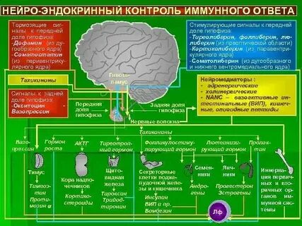 Гамма нейро