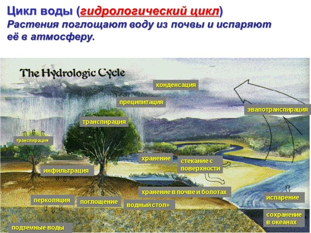 Растения поглощают воду из почвы. Гидрологические факторы. Эвапотранспирация растений. Цикл транспирации воды.