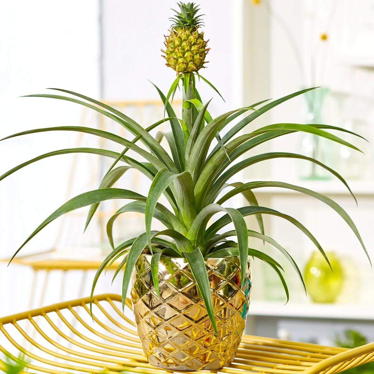 Ananas comosus. Ананас Вариегата. Бромелия Ананасовая. Bromelia ананас.