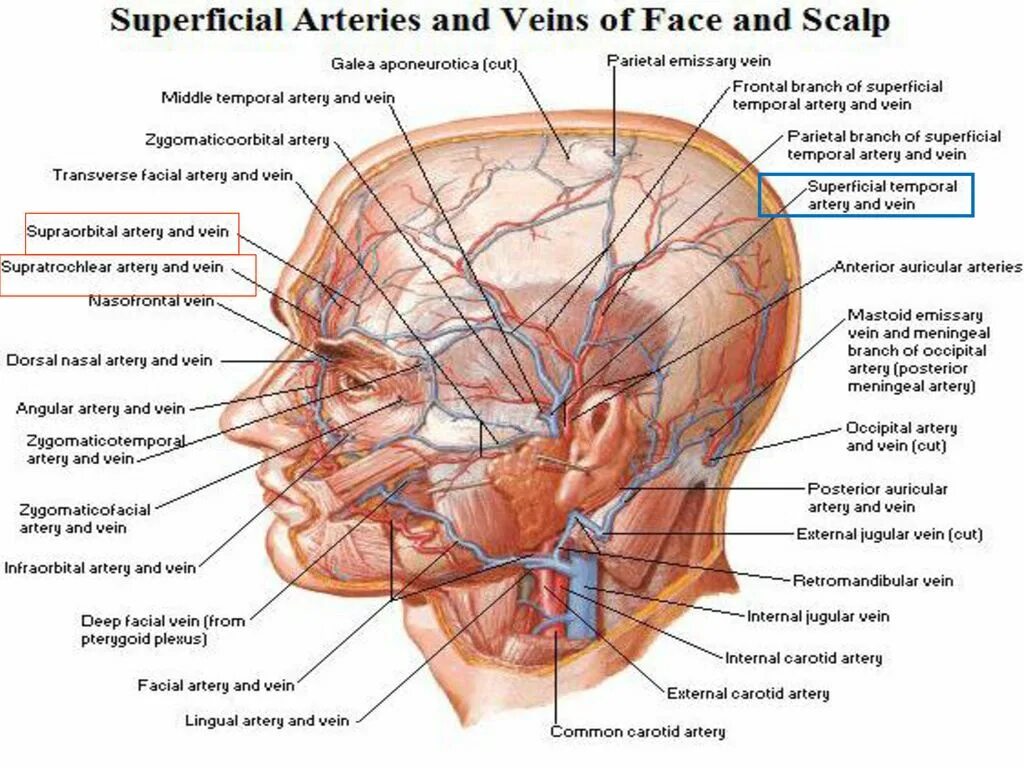 Сосуды на лбу. Кровоснабжение лица топографическая анатомия. Наружная Сонная артерия анатомия. Артерии лица топографическая анатомия.