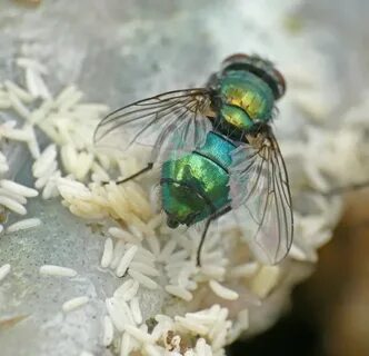 Fly lain