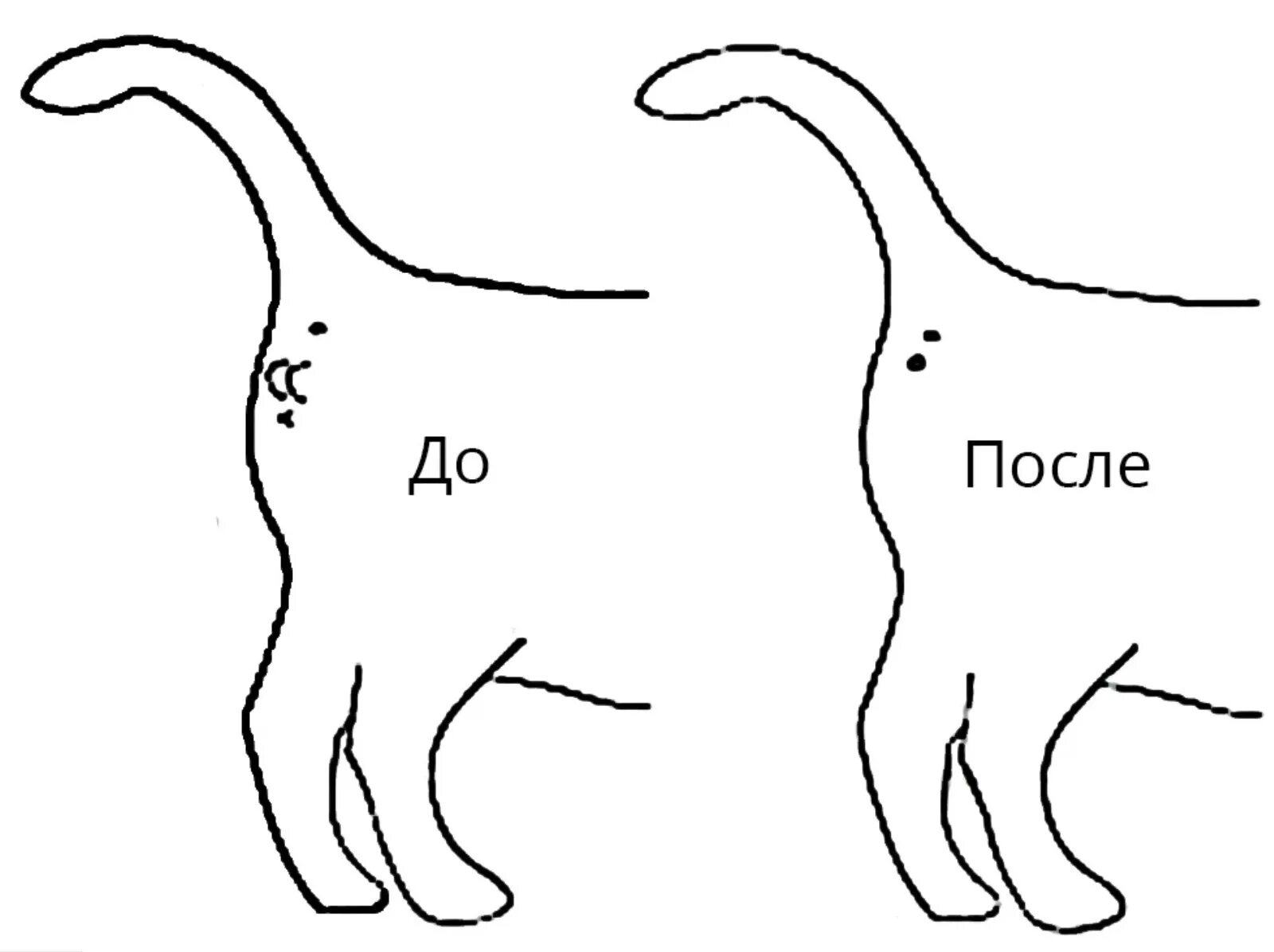 Кастрация кота реклама. Кострироватьтчеловека. Стоит кастрирование кота. Стоит кастрирование кота. Кастрация кота реклама.