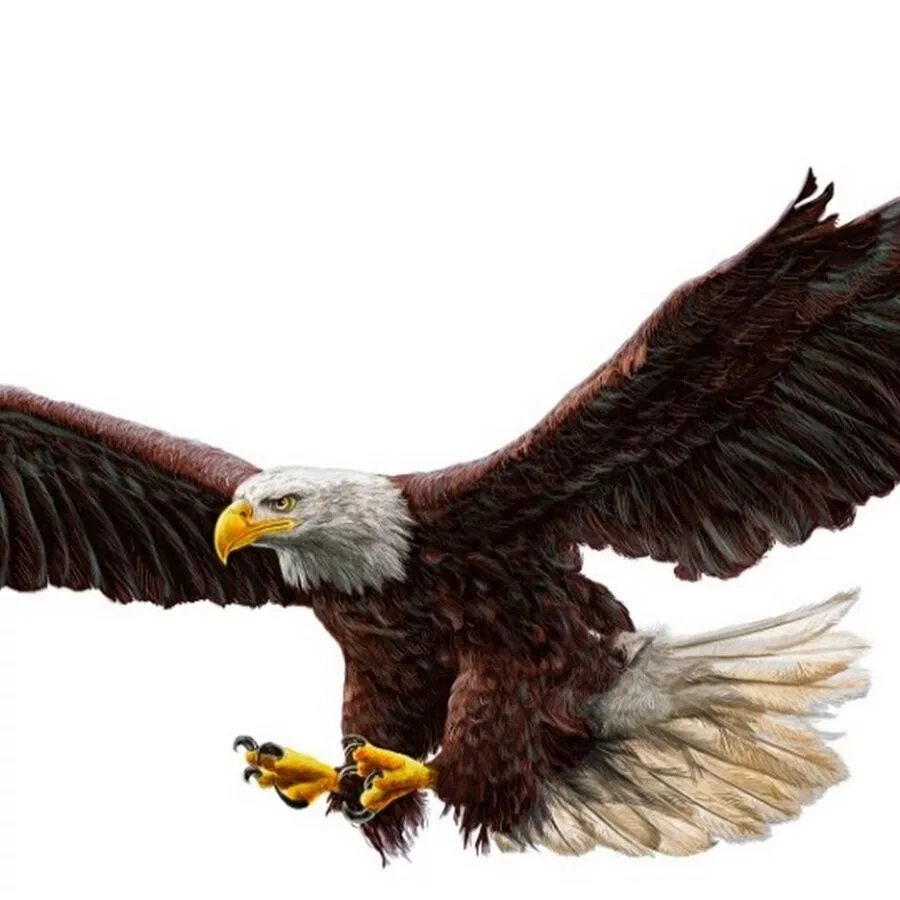 Free Images : tree, nature, looking, portrait, beak, symbol, predator, freedom, 