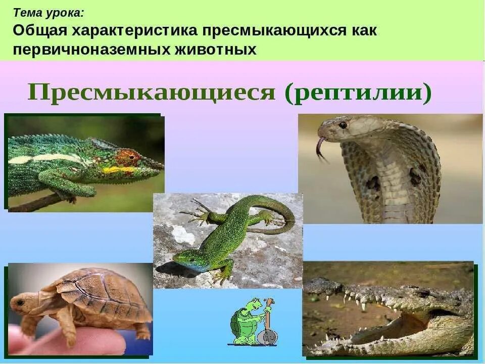 Многообразие пресмыкающиеся 7 класс биология. Конспект пресмыкающихся. Опорный конспект по географии. Общая характеристика пресмыкающихся. Рептилии характерные особенности.