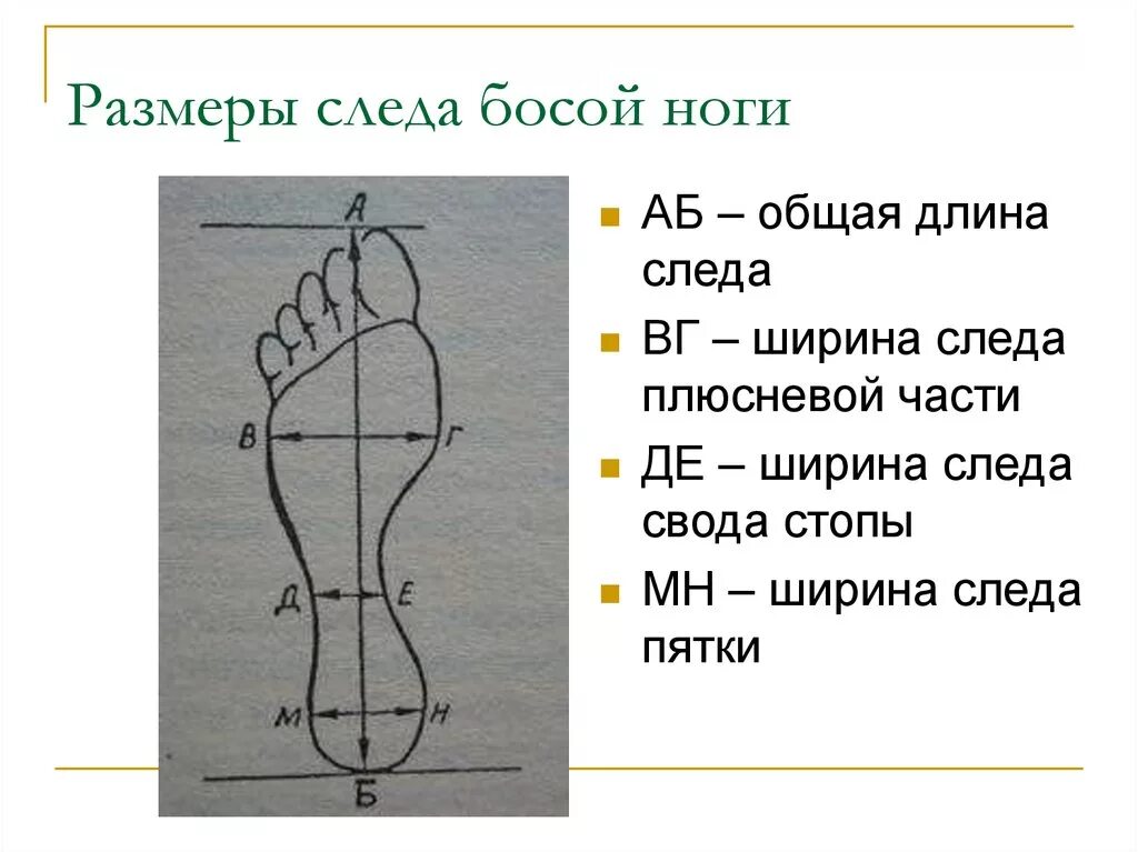 Название частей стопы. Измерение следа босой ноги криминалистика. Элементы следа босой ноги. Строение следа ноги. Обозначьте и назовите части следа босой ноги.