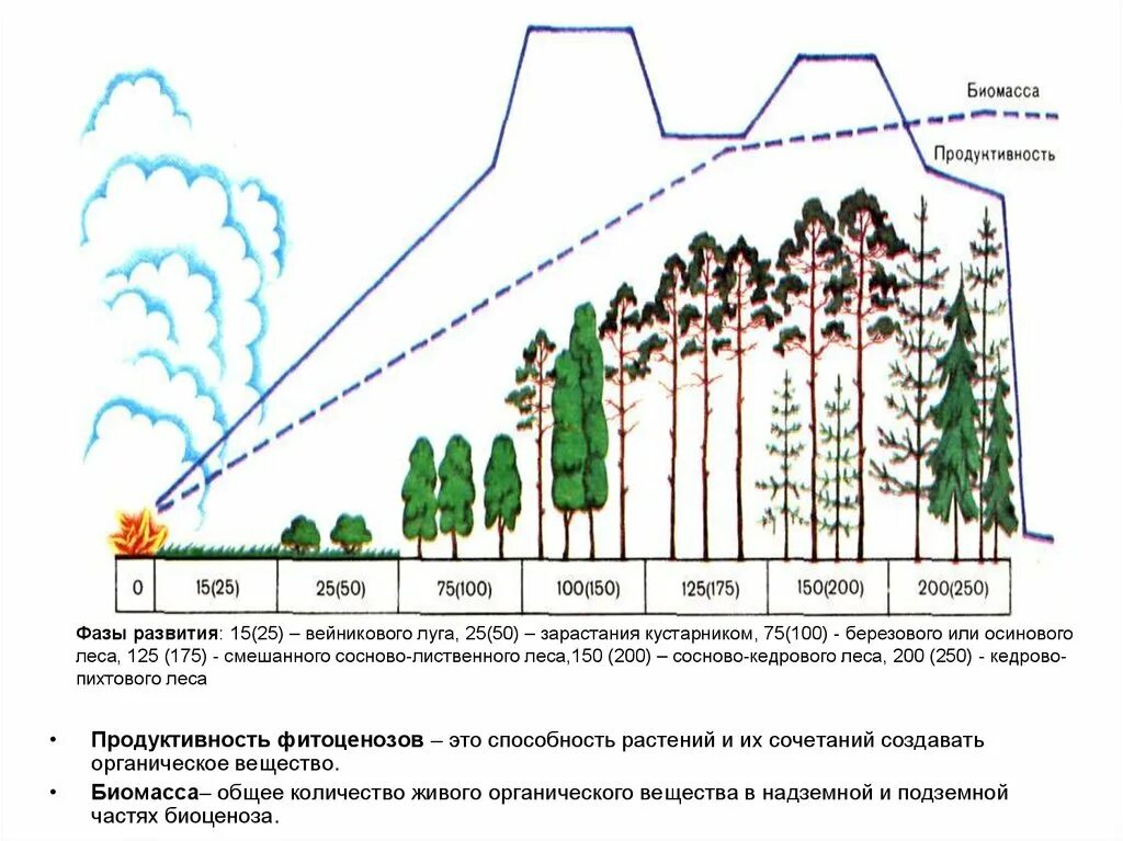 Чем объясняется ярусное строение фитоценозов биология. Продуктивность фитоценозов. фитоценоз и его структура. ярусы фитоценоза. состав фитоценоза.