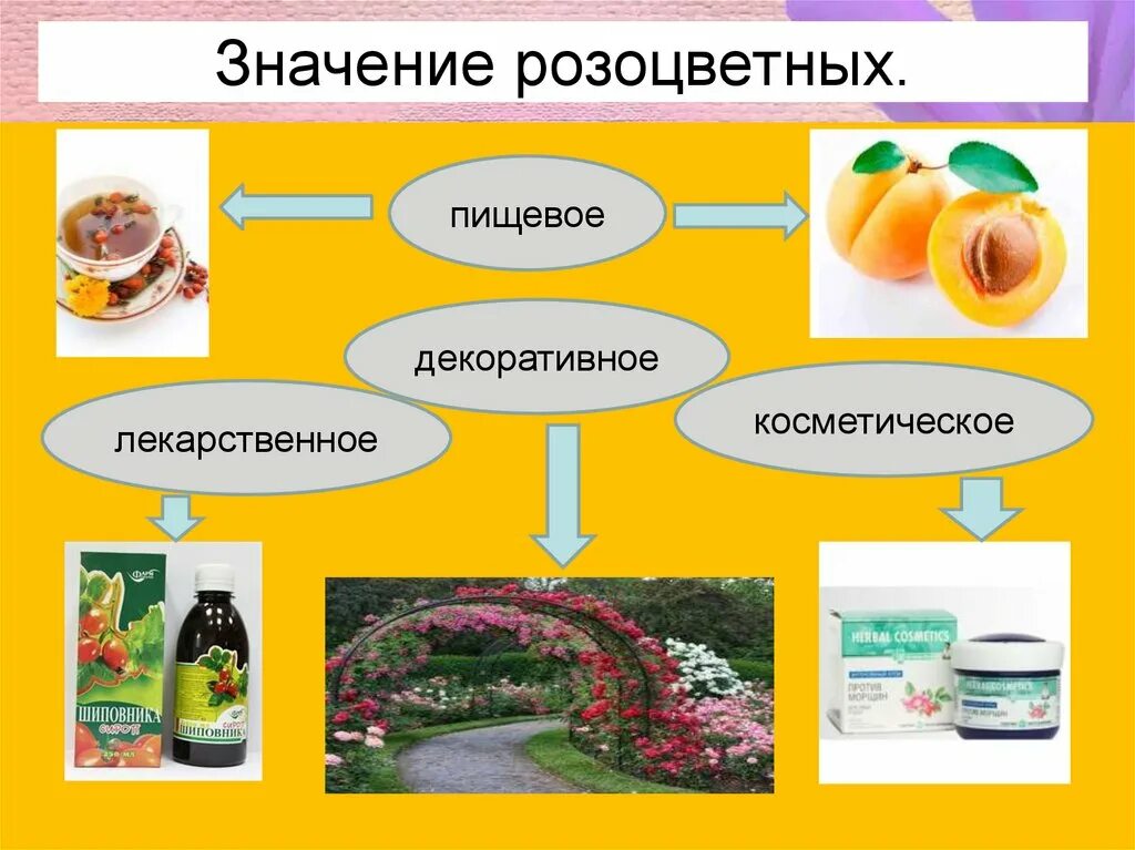 Розоцветные значение для человека. Значение розоцветных растений. семейство розоцветные значение. значение розоцветных. значение растений семейства розоцветных.