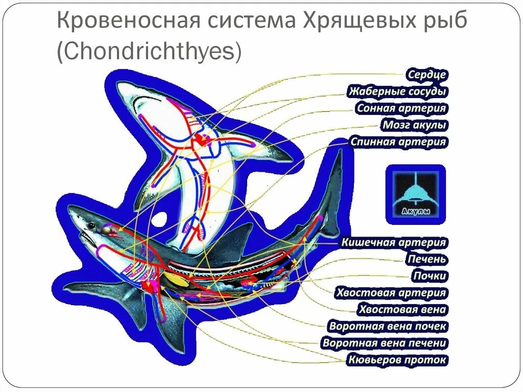 Кровеносная система акулы. Кровеносная система хрящевых рыб. Строение кровеносной системы акулы. Сердце акулы строение.