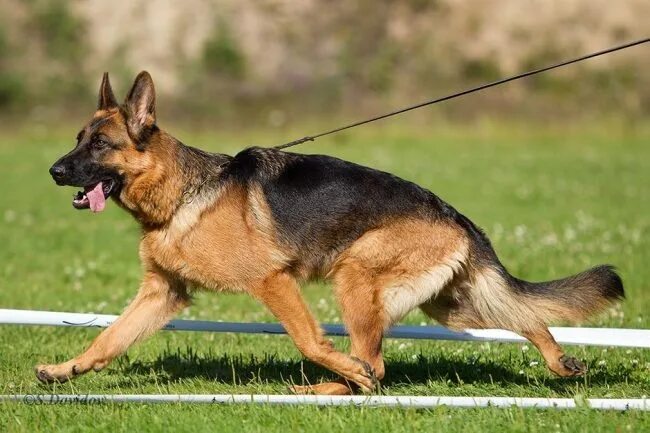 Как будет выглядеть немецкая овчарка 11 Dog Breeds Like the German Shepherd Berger allemand, Allemand, Bergère