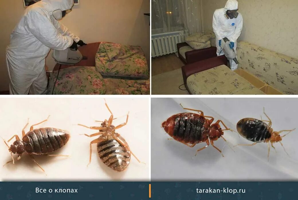 Почему дома клопы. Клопы в квартире кусаются. тараканы похожие на клопов.