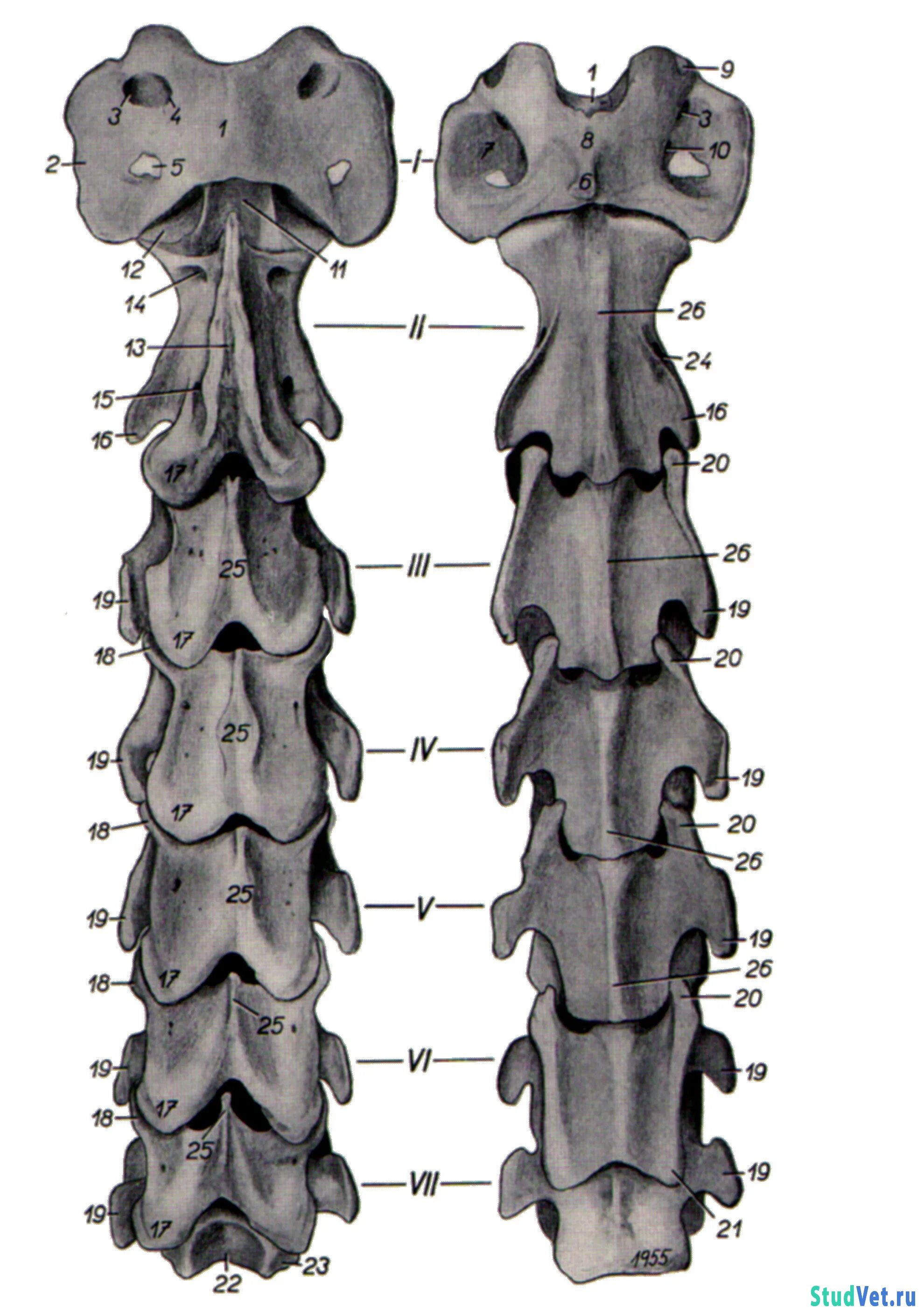 шейные позвонки лошади. эпистрофей позвонок животного. шейные позвонки животных. первый шейный позвонок атлант лошади. шейные позвонки лошади.