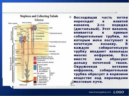 Трубочки почки