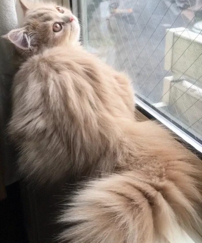 Tail like