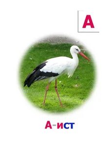 Сколько слов аист