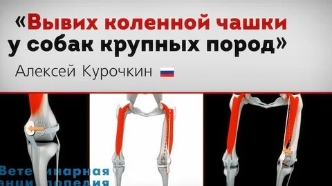 Коленная чашечка у собаки