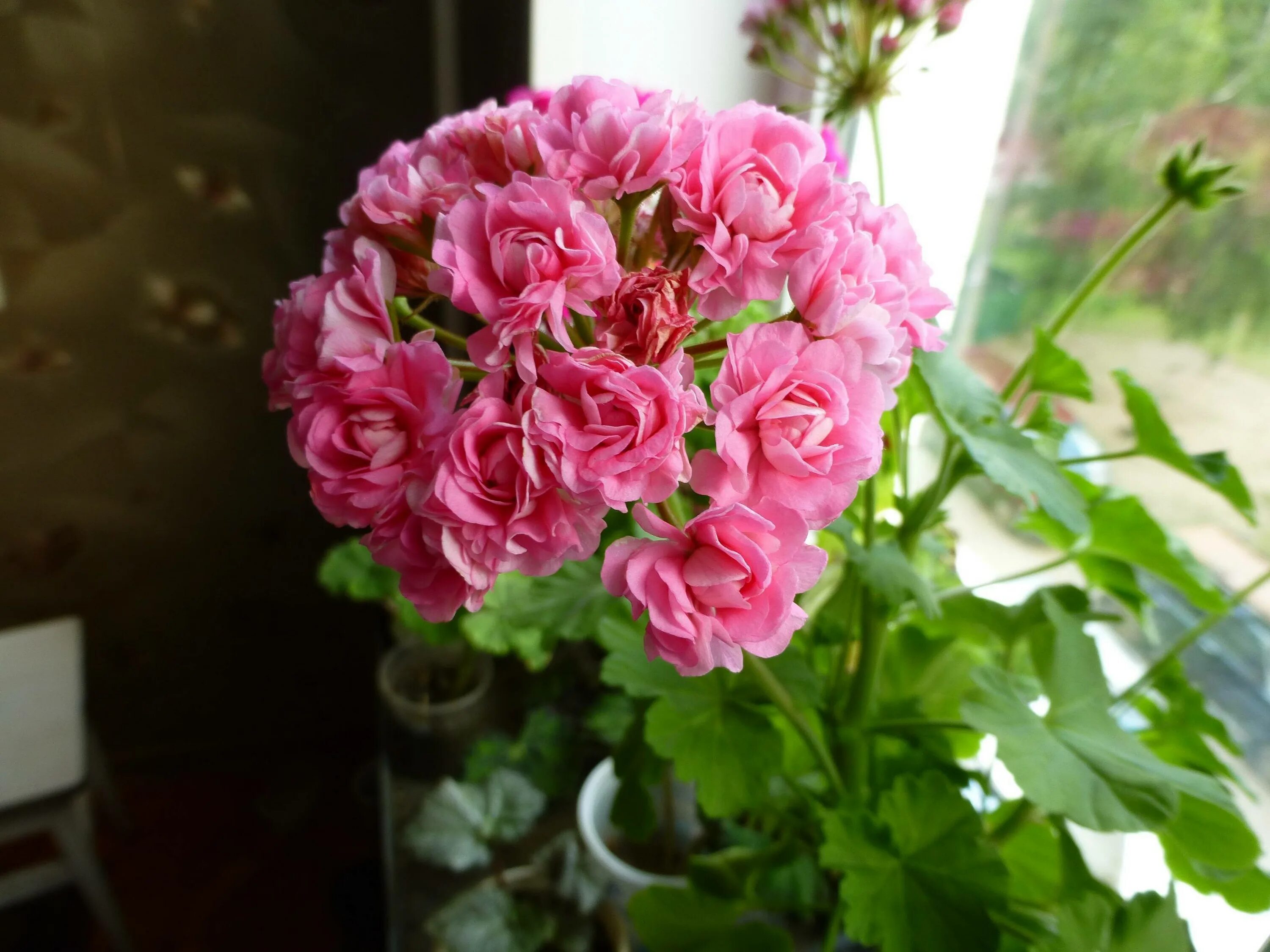 Герань пинк. Герань австралиан Пинк. Пеларгония Pink Rosebud. Пеларгония Australien Pink Rosebud. Пеларгония Swanland Pink Australien Pink Rosebud.