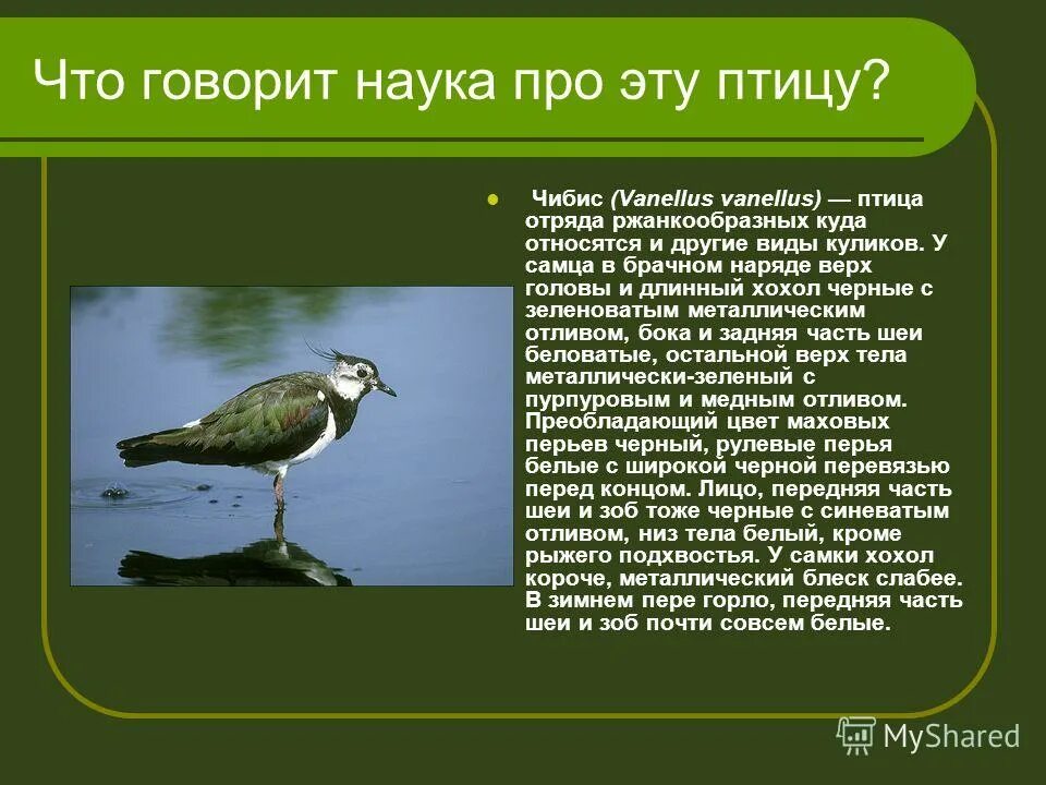 чибис обыкновенный. кирзинский заказник удод. чибис островной. чибис луговой. чибис самка.