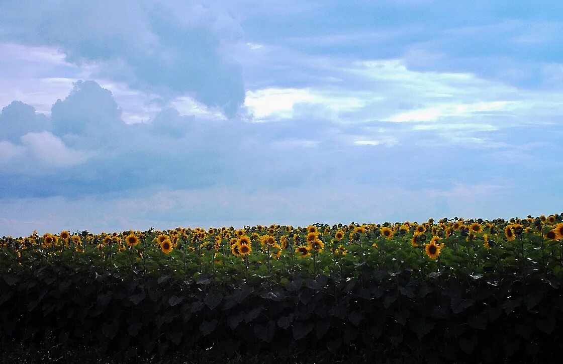 Пчела на подсолнухе. Подсолнух фото. Поле подсолнухов башкирия 2021. 4 подсолнуха. 4 подсолнуха.