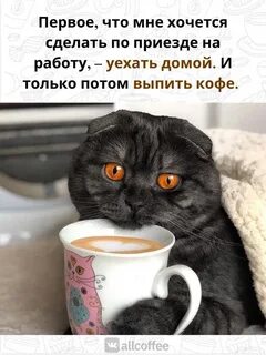 Кот с кофе
