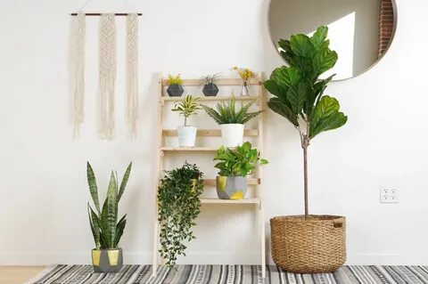 Provided plants