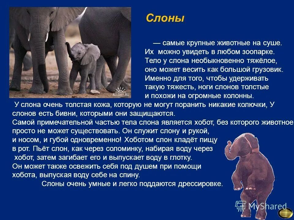 рави и шаши слонята. Elephant in the room. части тела слона. слон тамаев.