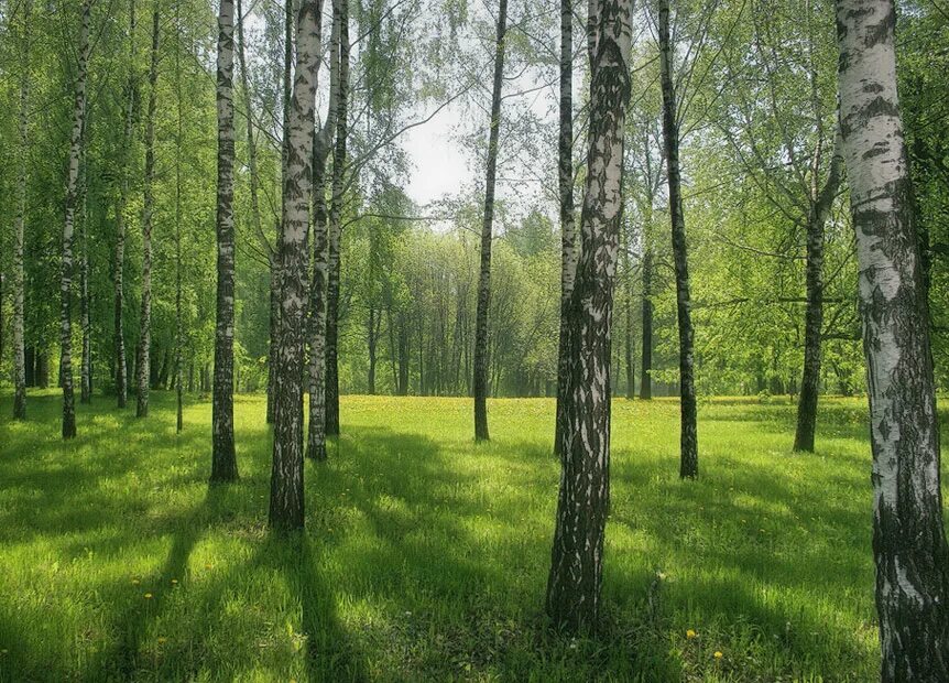 Дача стоявшая в березовом лесочке казалась. Берёзовая роща Кунгур. Березовая роща Степаново. Береза на участке. Природа Промышленновского района.