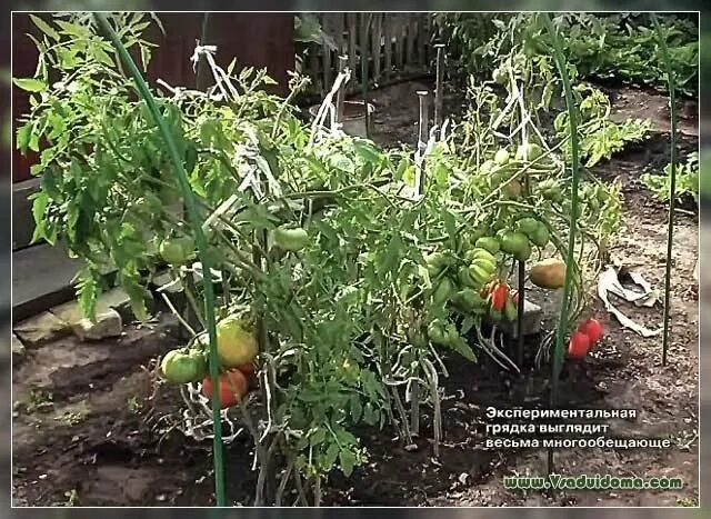 Можно сажать помидоры по 2. Помидоры грядка лунка. лунки для томатов в открытом грунте. 2 куста томатов в одну лунку. помидоры 2 в одну лунку.