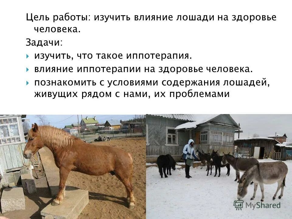 иппотерапия для детей цели и задачи. корпоративное решение лошадь. сведения о конном спорте. иппотерапия результаты. решение с лошадями.