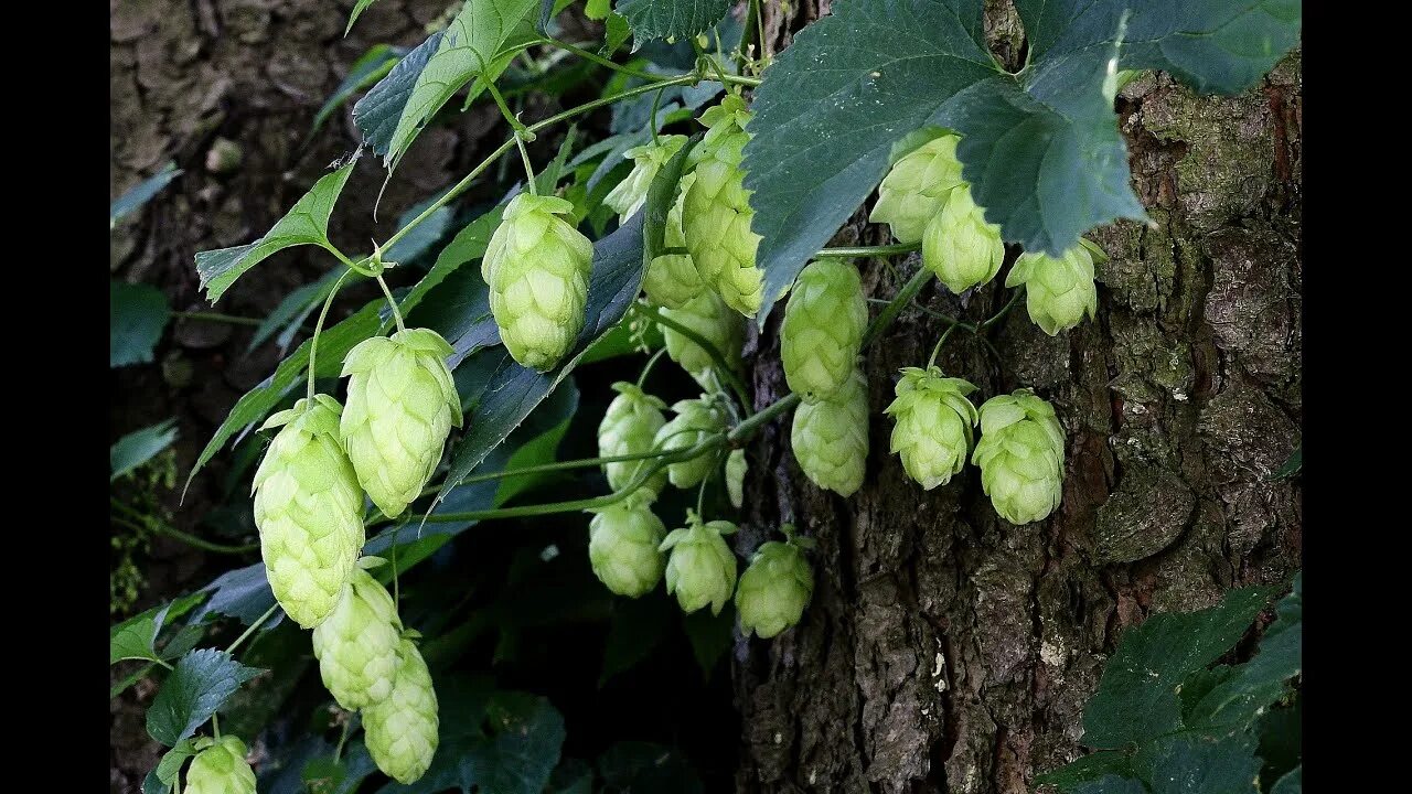 File:Hops-1.jpg - Wikipedia