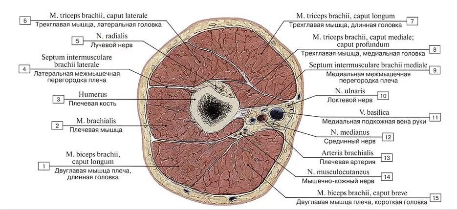 Топографические срезы. Топография голени поперечный срез. Топографическая анатомия голени поперечный разрез. Поперечный распил бедра на уровне верхней трети. Поперечный распил бедра в верхней трети.