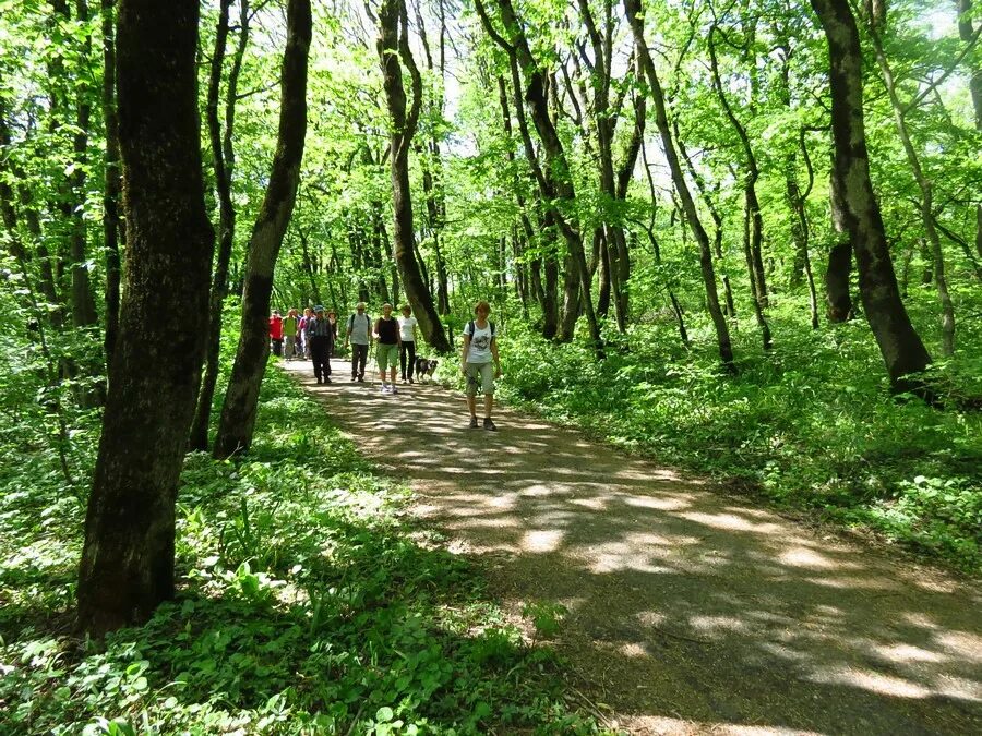 Терренкур кисловодск. Кисловодский парк терренкуры. терренкур 2 кисловодск. гора развалка железноводск терренкур. тропа терренкур кисловодск.