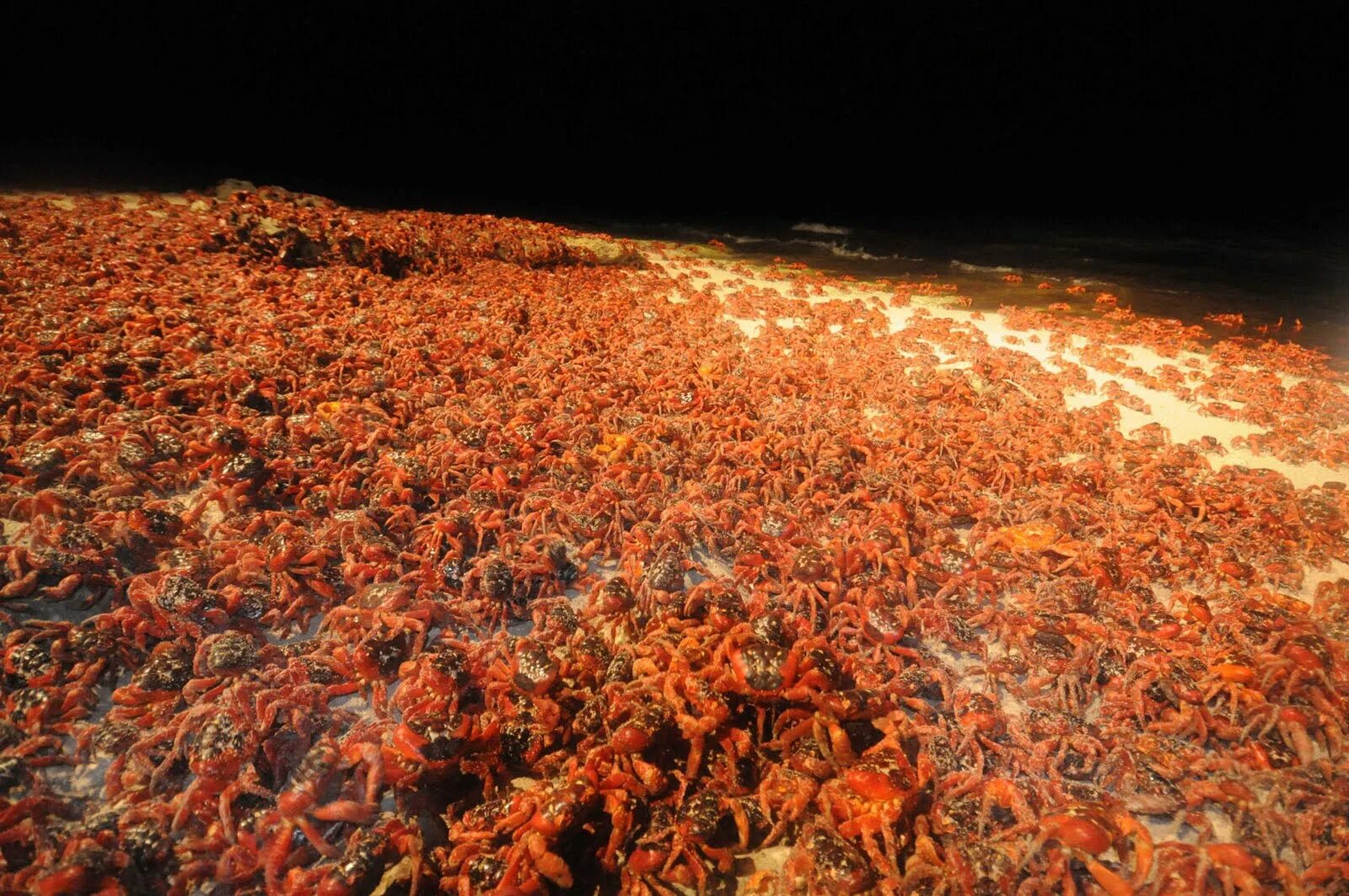 Земля крабов. Миграция красных крабов остров Рождества. Красный мангровый краб миграция. Лангусты миграция.