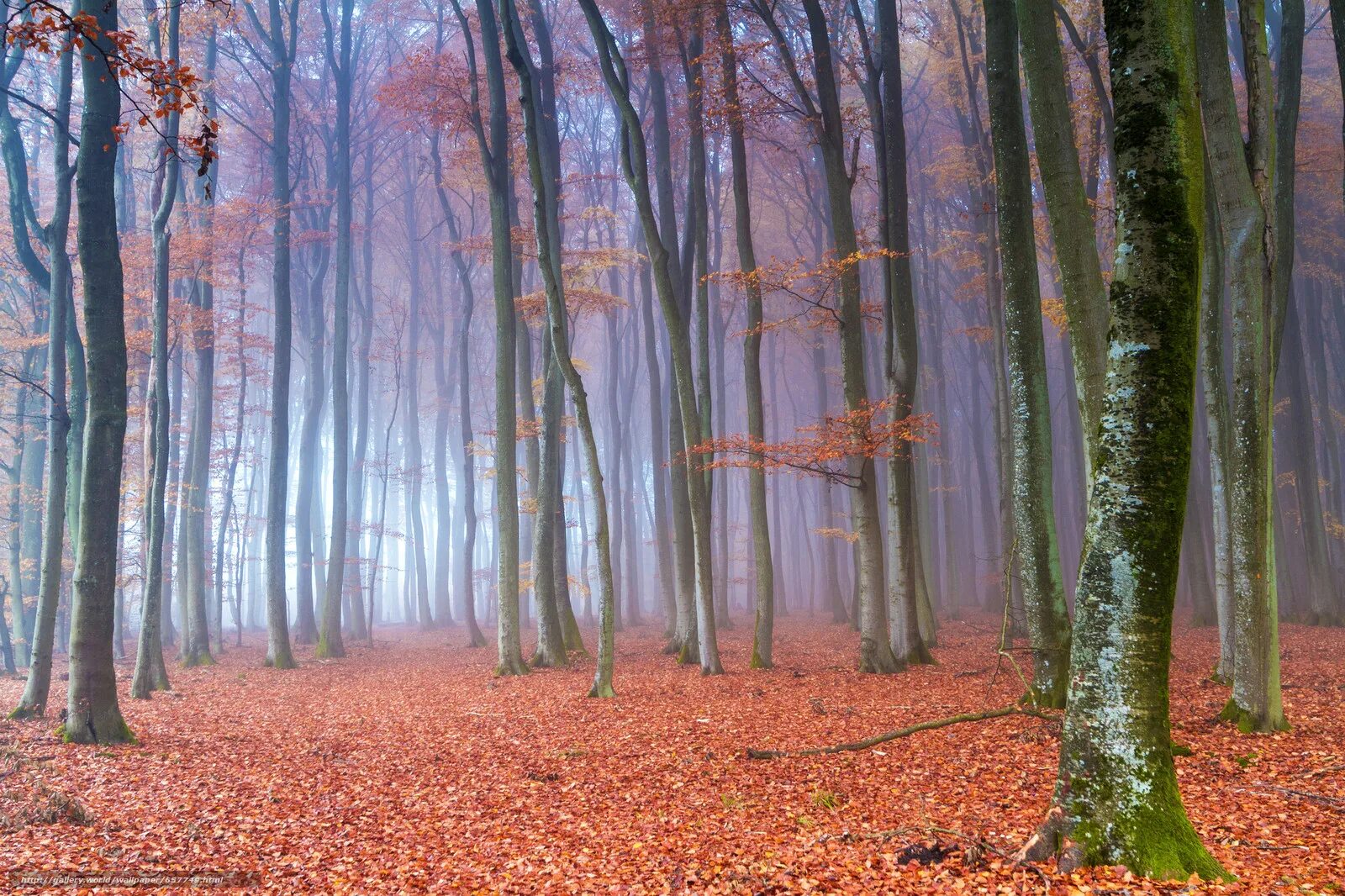 Окутывали поляны. Деревья в лесу. Осенний лес в густом тумане. Лес осень сыро. Камуфляж осенний лес.