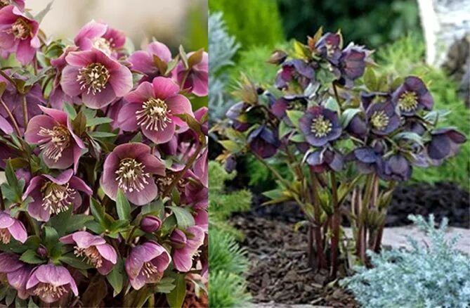 Морозник посадка уход фото Photolenten rose plant Lenten rose, Plants, Planting roses
