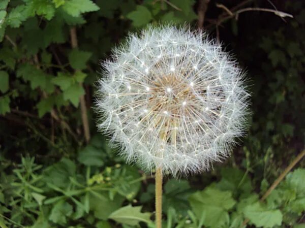 Божий одуванчик фразеологизм. Бабушка одуванчик. Божий одуванчик. Божий одуванчик значение фразеологизма. Кучерявый одуванчик.