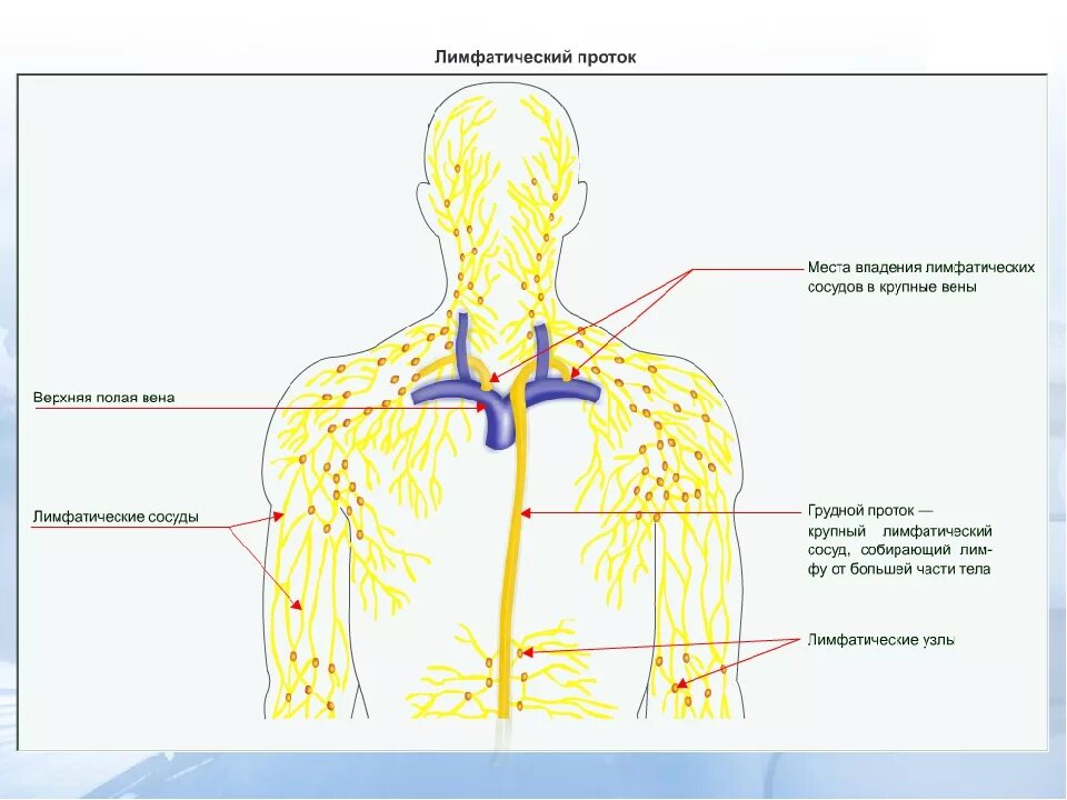 Крупные лимфатические сосуды. Лимфатические стволы и протоки схема. Грудной проток лимфатической системы. Лимфатическая система человека грудной проток. Топография лимфатической системы.