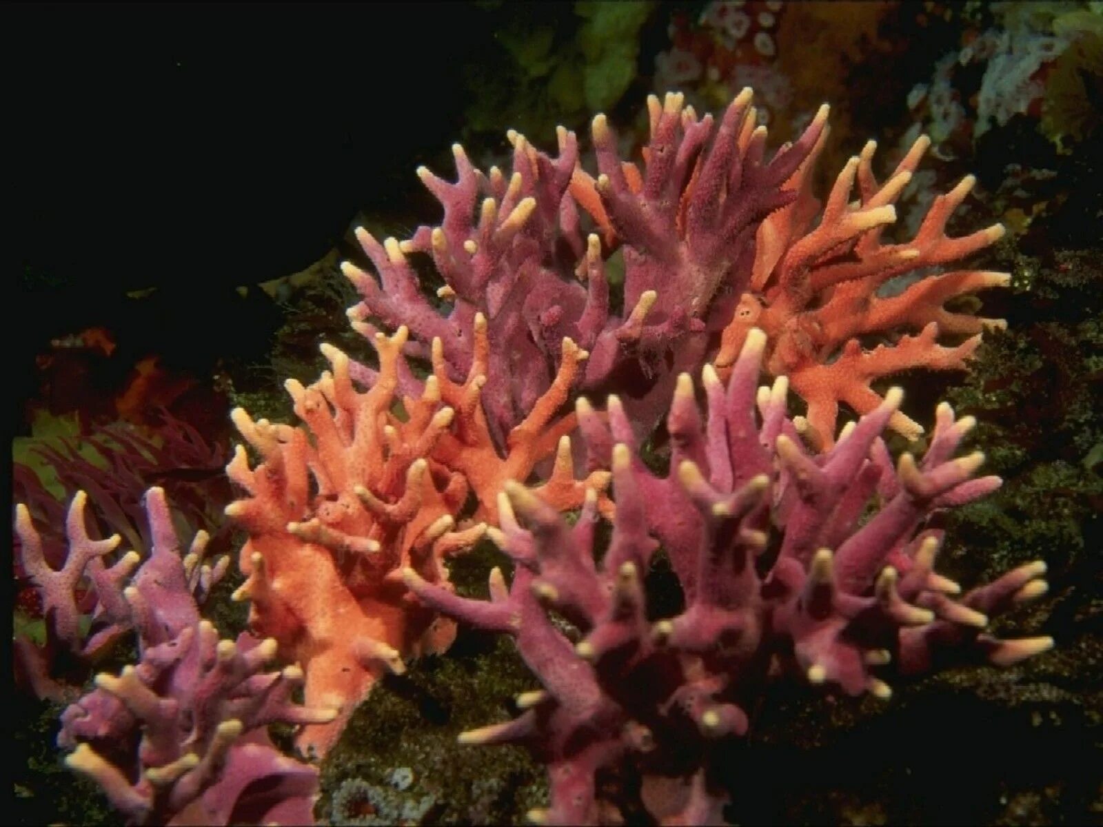 Коралловые Кишечнополостные. Полипы Кишечнополостные. Кишечнополостные кораллы. Коралловые полипы кораллы.