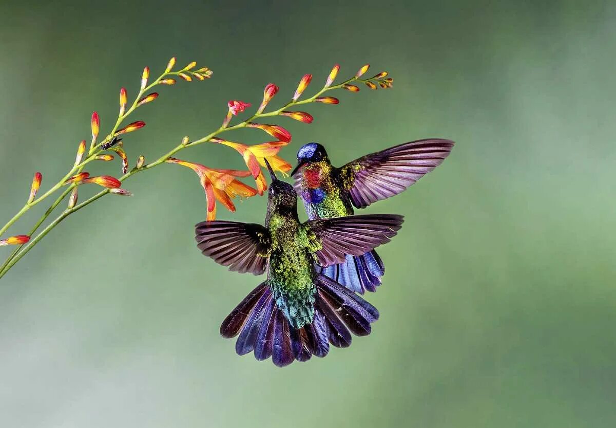 Красивые птички колибри. Птичка Колибри. Колибри на Бали. Колибри опыляют растения. Пурпурный венценосный Колибри.
