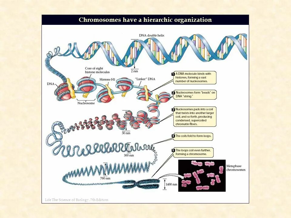 Строение митотических хромосом. Ген днк хромосома. Хромонемный уровень упаковки днк. Формирование хромосом из днк. Строение хромосомы гистоны.