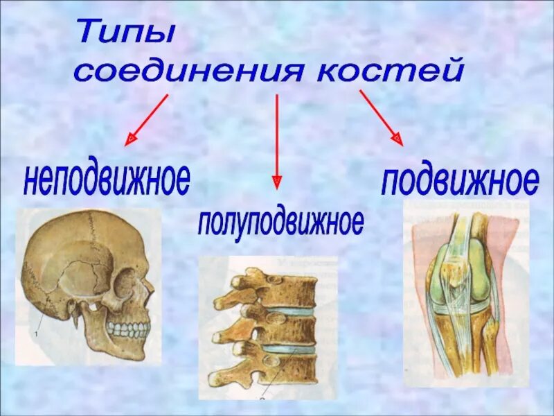 Правильное соединение костей. Рис 37 типы соединения костей. Полуподвижное соединение костей строение. Типы соединений костей неподвижное полуподвижное подвижное. Неподвижный Тип соединения костей.