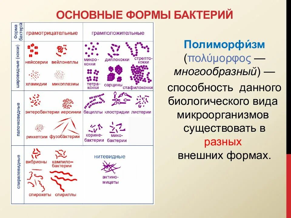 Примеры групп бактерий. Основные морфологические формы микроорганизмов. Основные группы бактерий по форме. Классификация форм бактерий. Основные морфологические типы бактерий.
