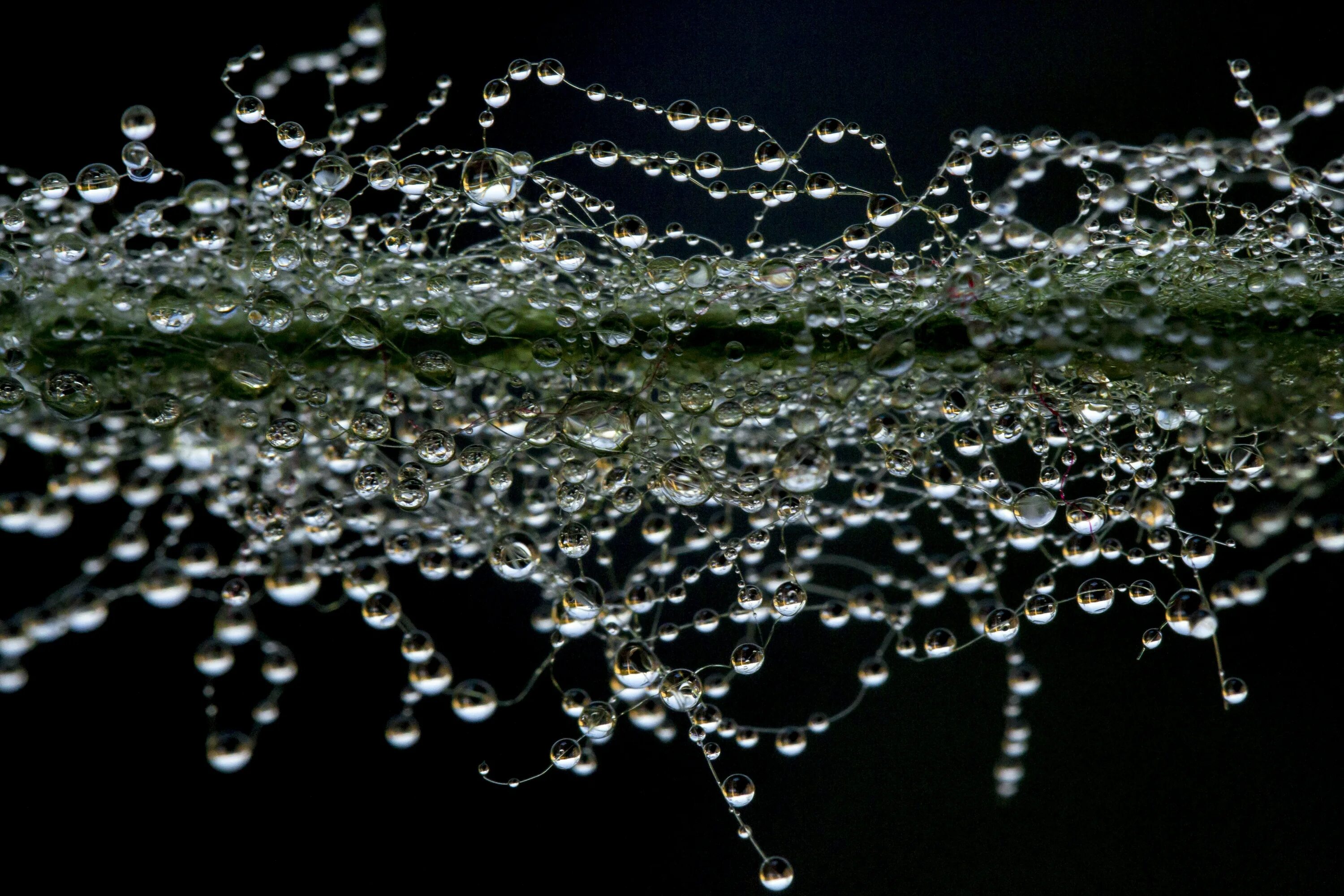 совершенные капли. лист с капелькой росы. капли дождя. совершенные капли. капли дождя.