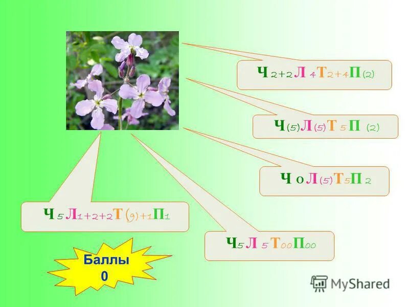 Формулу цветка ч5л5т5п1 имеют. Формула цветка *4(5)л(5)т5п1. Формула цветка ч5 л5 т8 п8. Формула цветка ч5л5т бесконечность п1. Формула цветка * ч (5) л(5) т(2)+(2)+1п (0) Тычиновские.