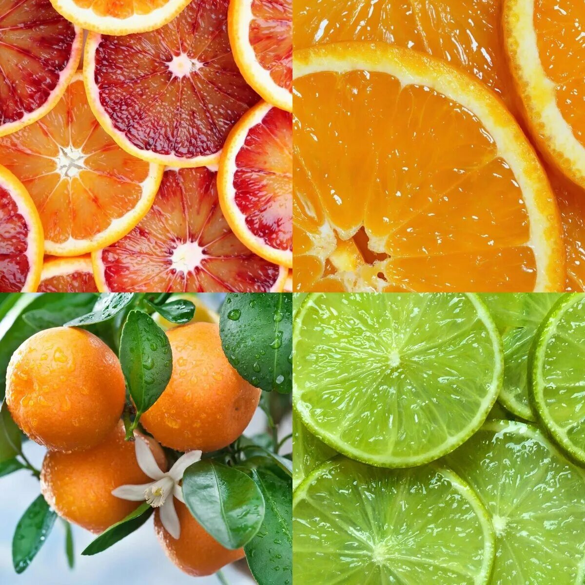 Апельсин мандарин грейпфрут. Цитрусовые, апельсин, лимон, грейпфрут. Бергамот цитрусовые. Мандарин лимон бергамот. Фруктовые нотки
