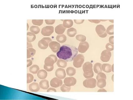 Способны к фагоцитозу амебоидному движению